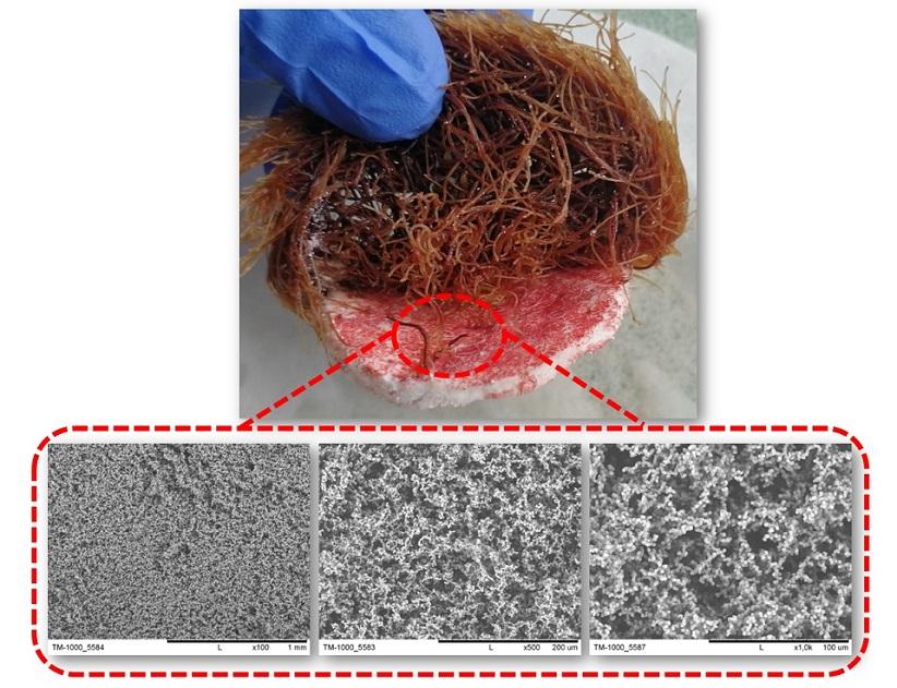 A platform for immobilizing transgenic roots, utilizing organosilicon aerogel with a varying morphology (structure and diameter of pores) and modified surface properties. A platform for immobilizing transgenic roots, utilizing organosilicon aerogel with a varying morphology (structure and diameter of pores) and modified surface properties.